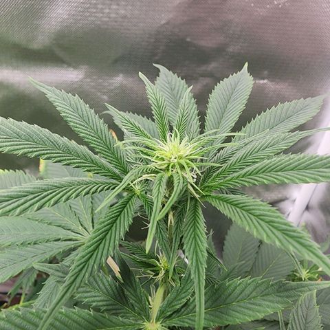 #2 Northern Lights  growlog timeline photo