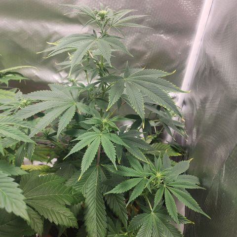 #2 Northern Lights  growlog timeline photo