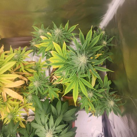 #2 Northern Lights  growlog timeline photo