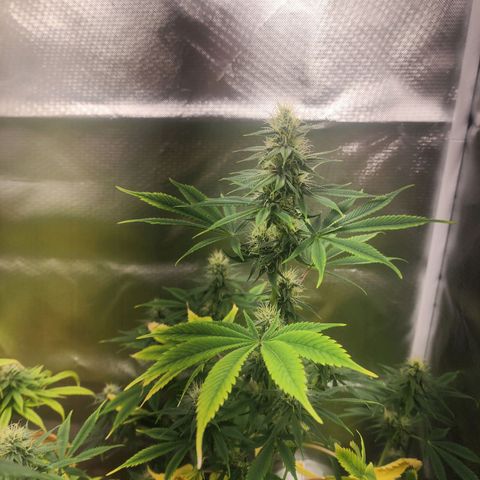 #2 Northern Lights  growlog timeline photo