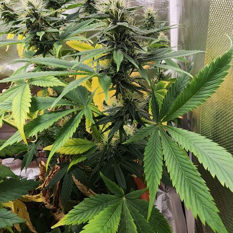#2 Northern Lights  growlog timeline photo