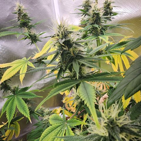 #2 Northern Lights  growlog timeline photo