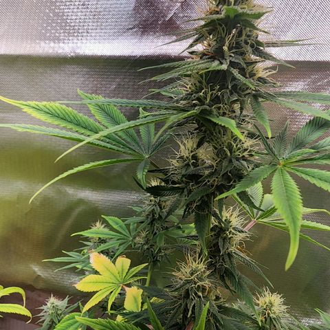 #2 Northern Lights  growlog timeline photo