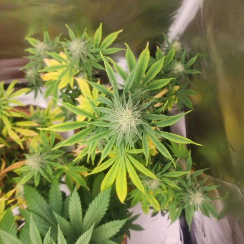 #2 Northern Lights  growlog timeline photo
