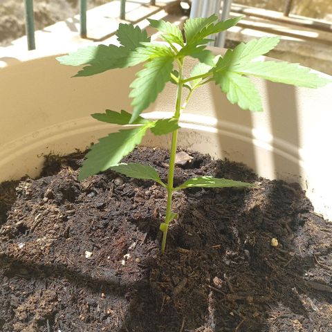 Grizzly Purple Auto growlog timeline photo