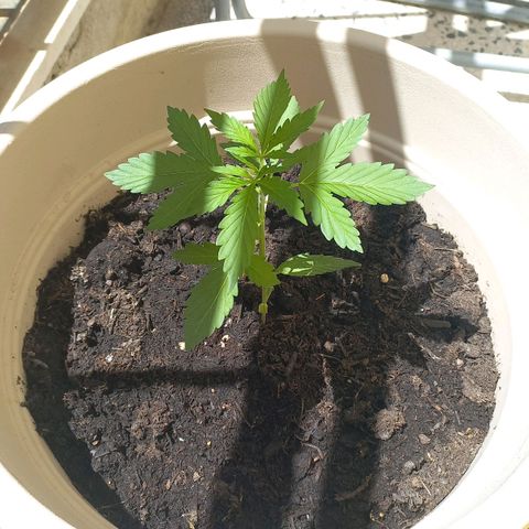 Grizzly Purple Auto growlog timeline photo