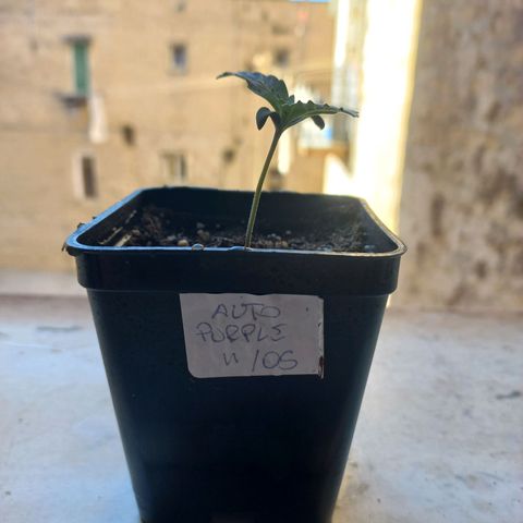 Grizzly Purple Auto growlog timeline photo