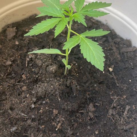 Grizzly Purple Auto growlog timeline photo