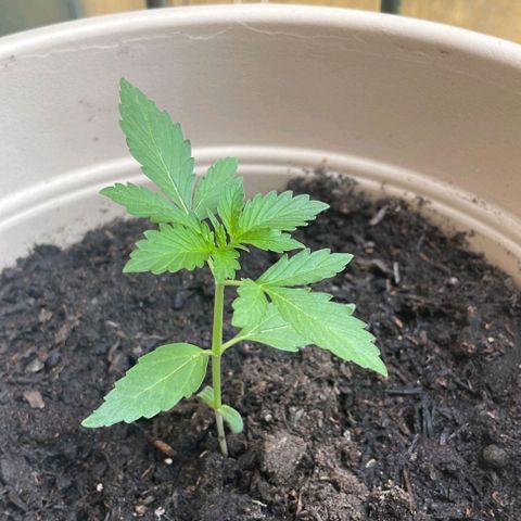 Grizzly Purple Auto growlog timeline photo