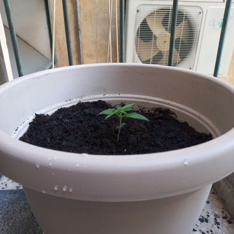 Grizzly Purple Auto growlog timeline photo