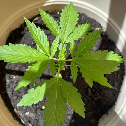 Grizzly Purple Auto growlog timeline photo