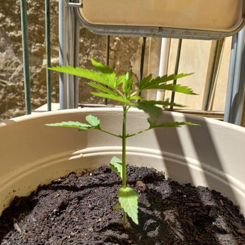 Grizzly Purple Auto growlog timeline photo
