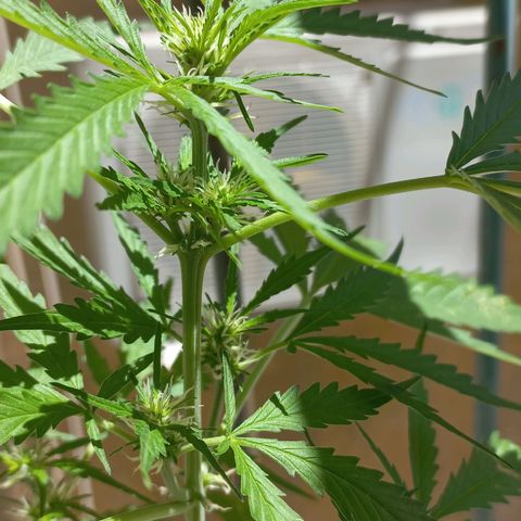 Grizzly Purple Auto growlog timeline photo