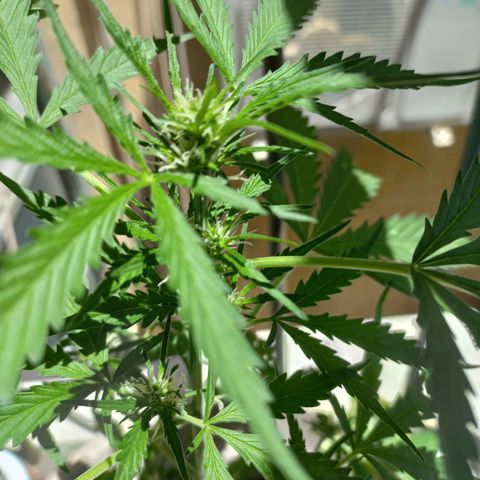 Grizzly Purple Auto growlog timeline photo
