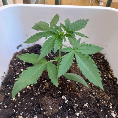 Moby Dick Auto growlog timeline photo