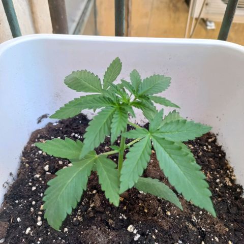Moby Dick Auto growlog timeline photo