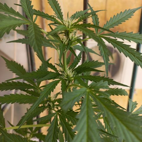 Grizzly Purple Auto growlog timeline photo