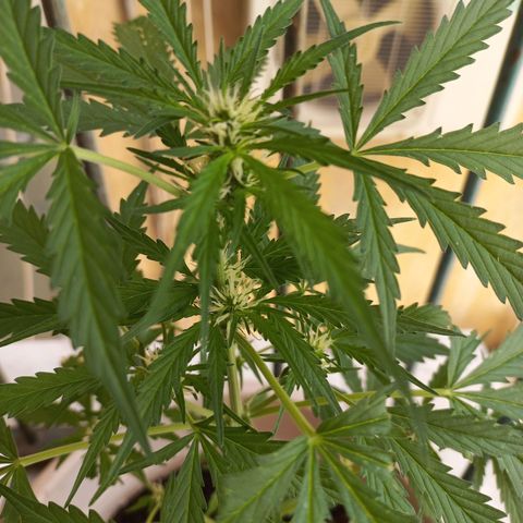Grizzly Purple Auto growlog timeline photo