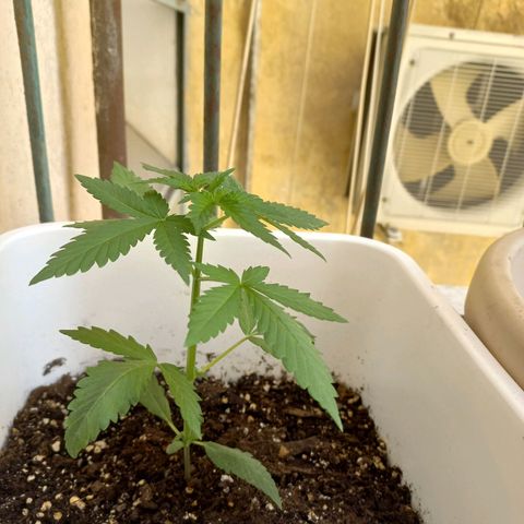 Moby Dick Auto growlog timeline photo