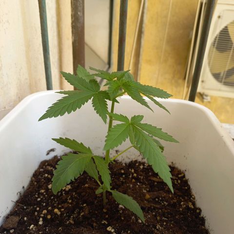 Moby Dick Auto growlog timeline photo