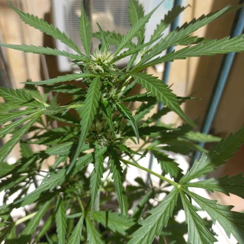 Grizzly Purple Auto growlog timeline photo