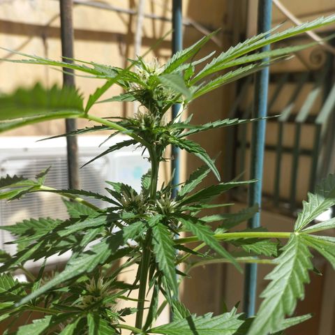 Grizzly Purple Auto growlog timeline photo