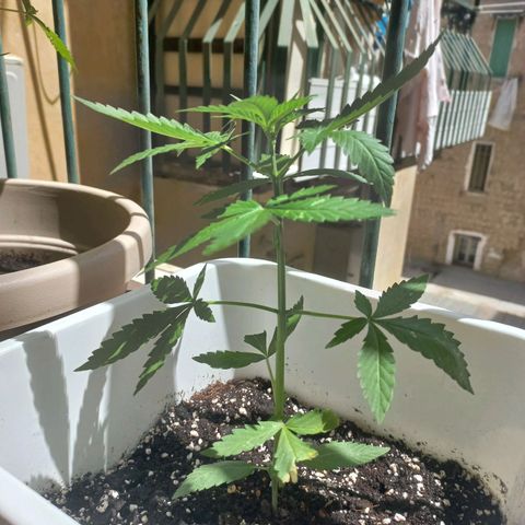 Moby Dick Auto growlog timeline photo