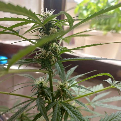 Grizzly Purple Auto growlog timeline photo