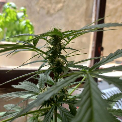 Grizzly Purple Auto growlog timeline photo