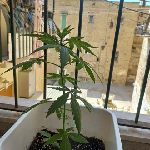 Moby Dick Auto growlog timeline photo