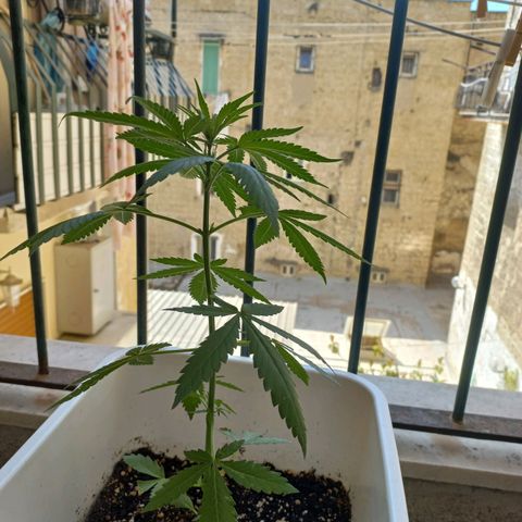 Moby Dick Auto growlog timeline photo
