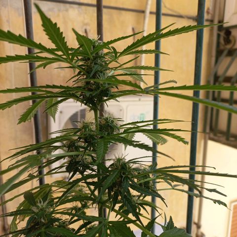 Grizzly Purple Auto growlog timeline photo