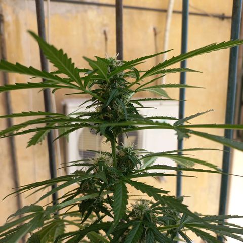 Grizzly Purple Auto growlog timeline photo