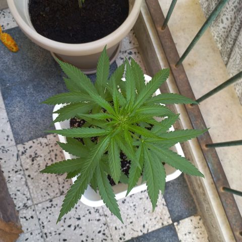 Moby Dick Auto growlog timeline photo