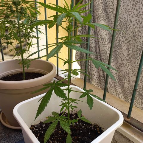 Moby Dick Auto growlog timeline photo