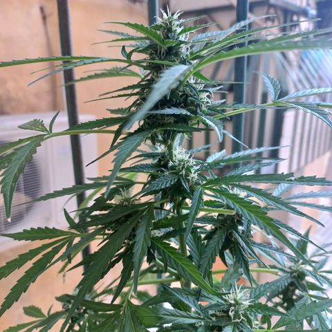 Grizzly Purple Auto growlog timeline photo