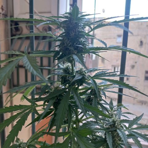 Grizzly Purple Auto growlog timeline photo