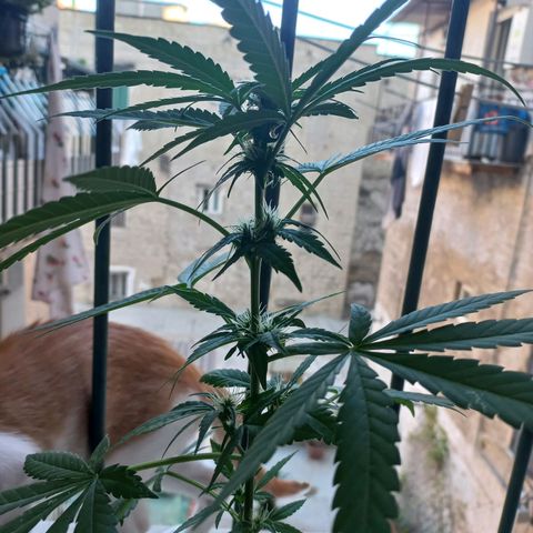 Moby Dick Auto growlog timeline photo