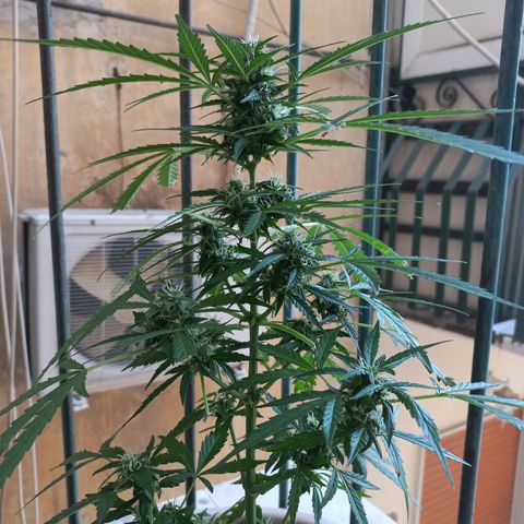 Grizzly Purple Auto growlog timeline photo