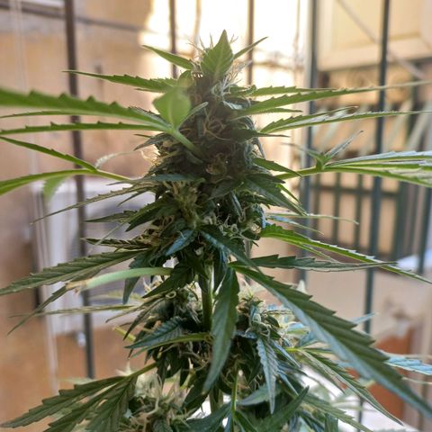 Grizzly Purple Auto growlog timeline photo