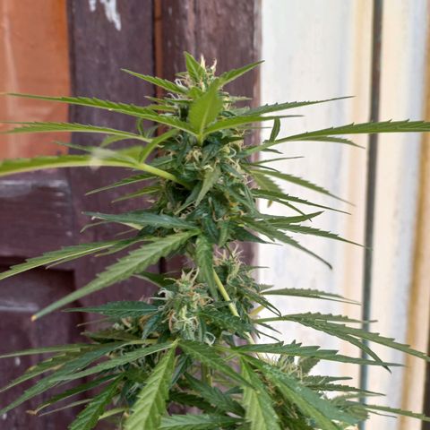 Grizzly Purple Auto growlog timeline photo