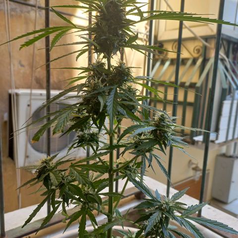 Grizzly Purple Auto growlog timeline photo