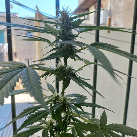 Moby Dick Auto growlog timeline photo