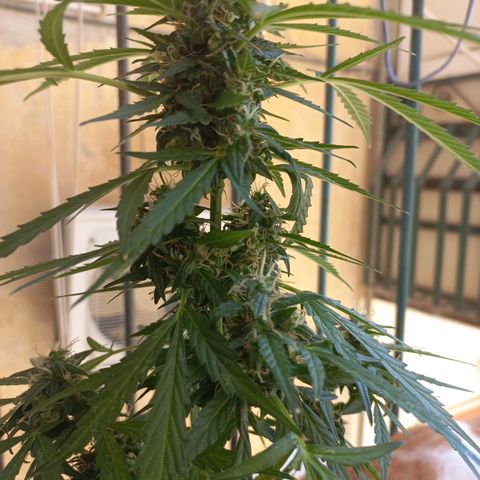 Grizzly Purple Auto growlog timeline photo