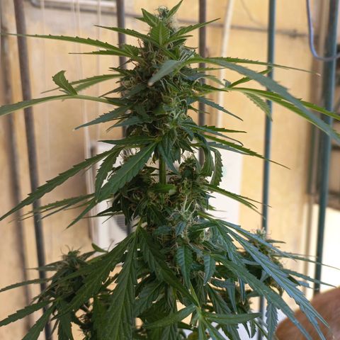 Grizzly Purple Auto growlog timeline photo