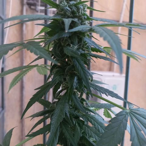 Moby Dick Auto growlog timeline photo