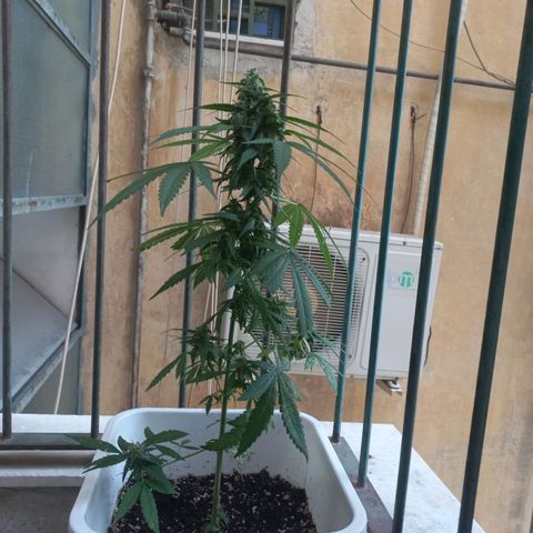 Moby Dick Auto growlog timeline photo