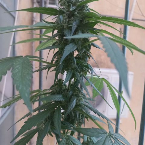 Moby Dick Auto growlog timeline photo