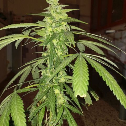 Moby Dick Auto growlog timeline photo
