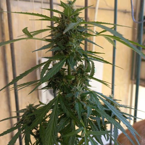 Moby Dick Auto growlog timeline photo